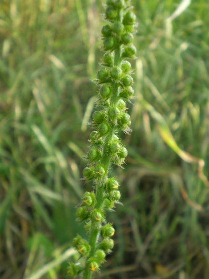 Agrimonia eupatoria / Agrimonia comune