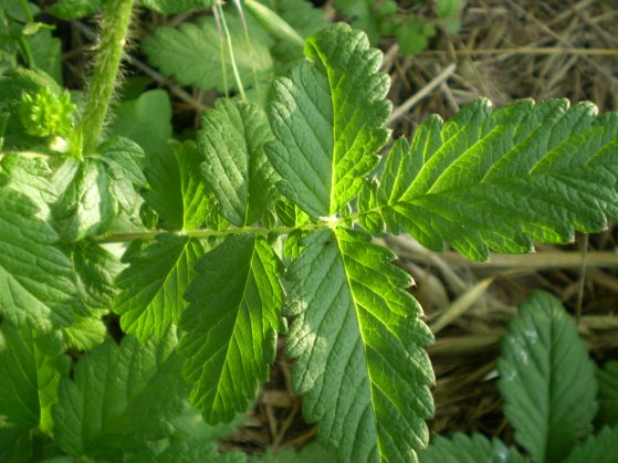 Agrimonia eupatoria / Agrimonia comune