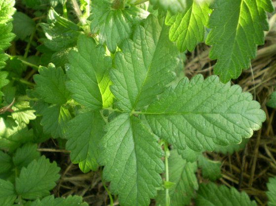 Agrimonia eupatoria / Agrimonia comune