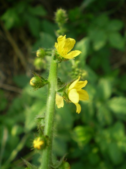 Agrimonia eupatoria / Agrimonia comune