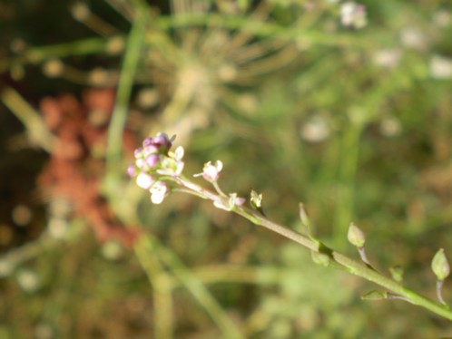 Lepidium  graminifolium