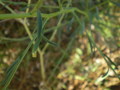 Lepidium  graminifolium