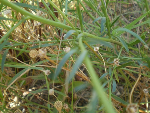 Lepidium  graminifolium