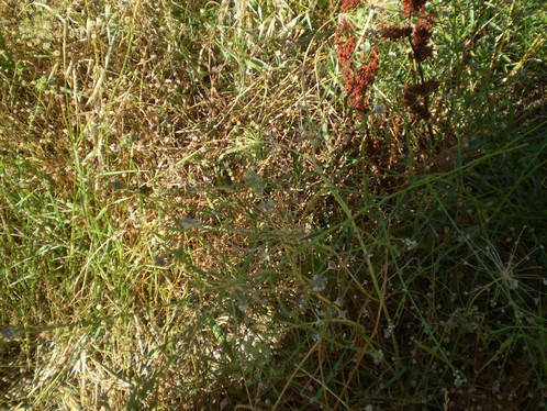 Lepidium  graminifolium