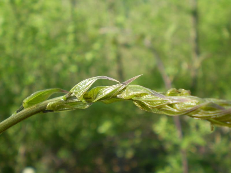Dioscorea (=Tamus) communis / tamaro