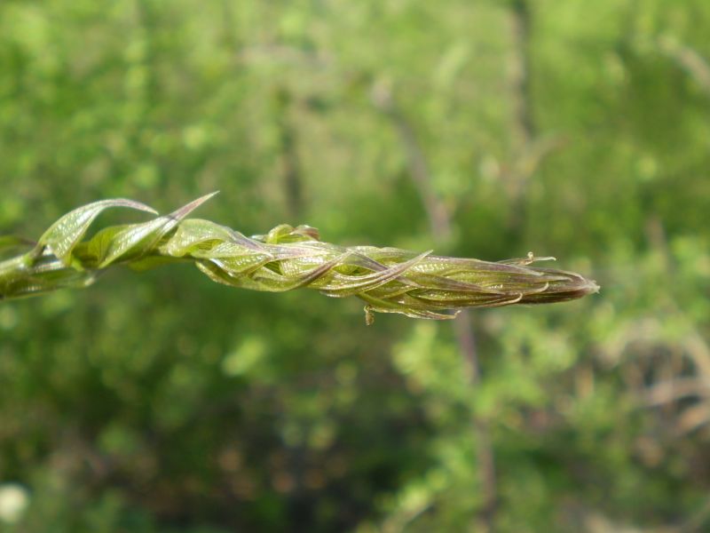 Dioscorea (=Tamus) communis / tamaro