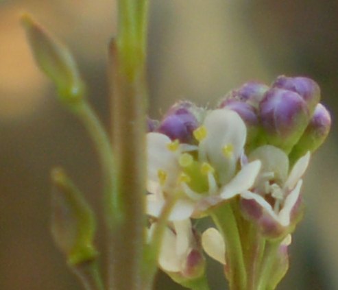 Lepidium  graminifolium