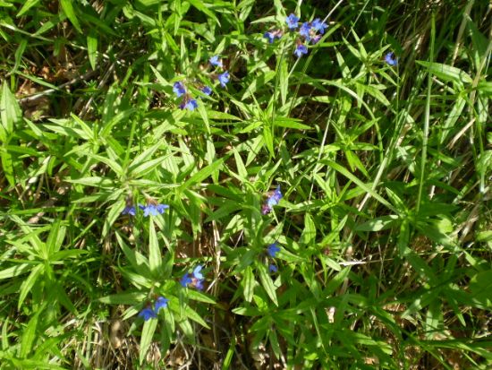 Aegonychon purpurocaeruleum (=Buglossoides purpurocaerulea) / Erba perla azzurra