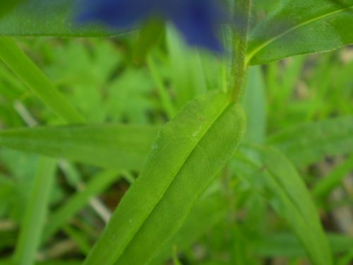Aegonychon purpurocaeruleum (=Buglossoides purpurocaerulea) / Erba perla azzurra