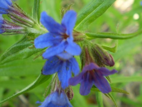 Aegonychon purpurocaeruleum (=Buglossoides purpurocaerulea) / Erba perla azzurra