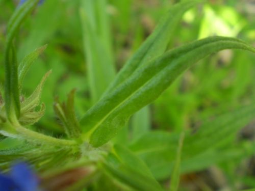 Aegonychon purpurocaeruleum (=Buglossoides purpurocaerulea) / Erba perla azzurra