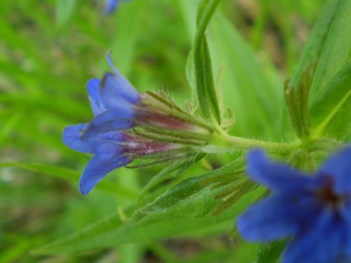 Aegonychon purpurocaeruleum (=Buglossoides purpurocaerulea) / Erba perla azzurra