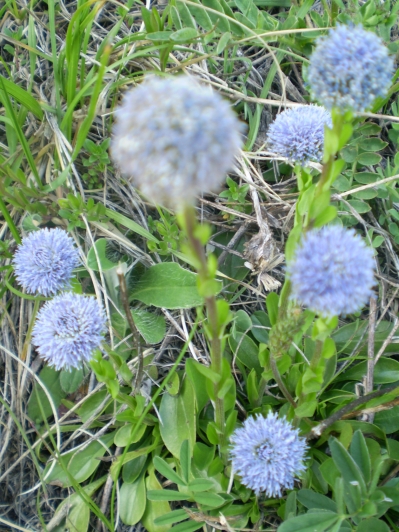 infiorescenze sferiche - Globularia punctata