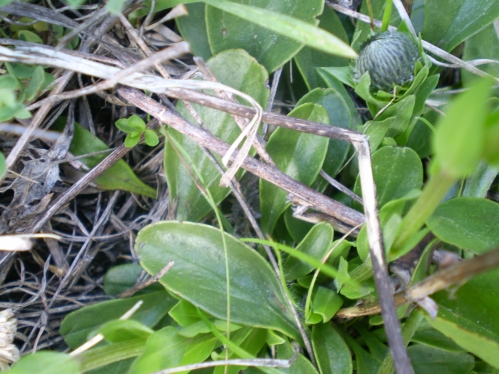 infiorescenze sferiche - Globularia punctata