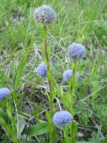 infiorescenze sferiche - Globularia punctata