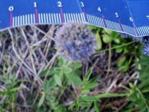 infiorescenze sferiche - Globularia punctata