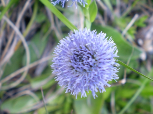 infiorescenze sferiche - Globularia punctata