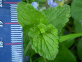 Veronica chamaedrys