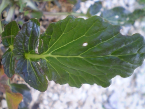 Barbarea vulgaris