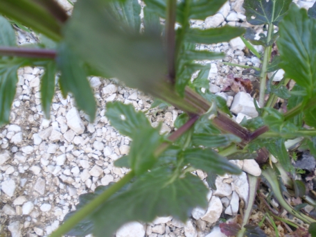 Barbarea vulgaris