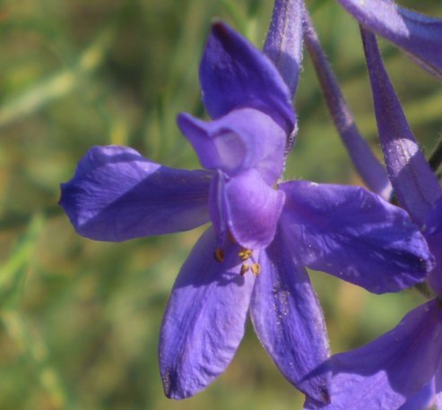 Consolida regalis