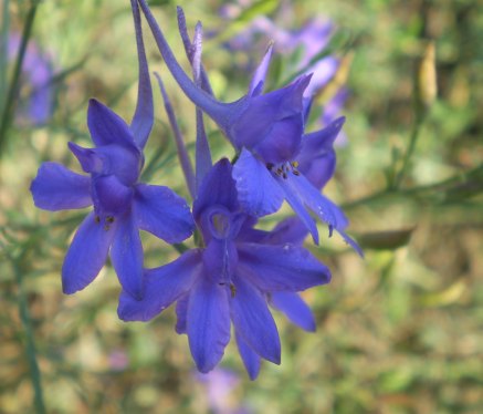 Consolida regalis
