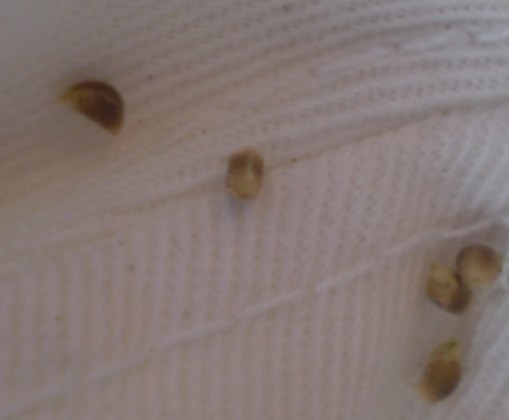 Consolida regalis