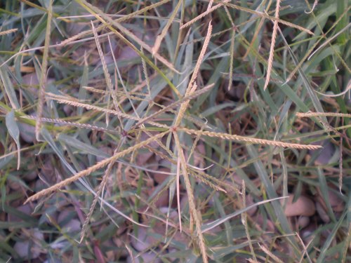 Cynodon dactylon / Gramigna rampicante