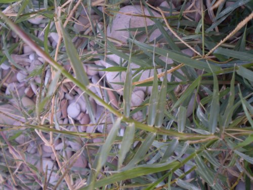 Cynodon dactylon / Gramigna rampicante