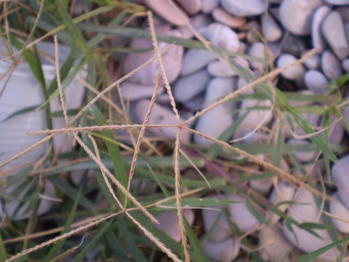 Cynodon dactylon / Gramigna rampicante