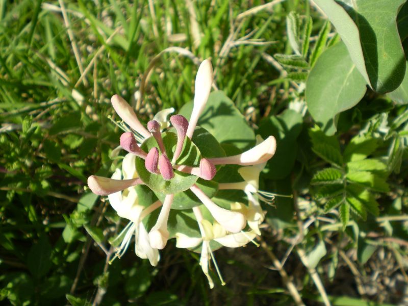 che euphorbia ? no, Lonicera cfr.implexa