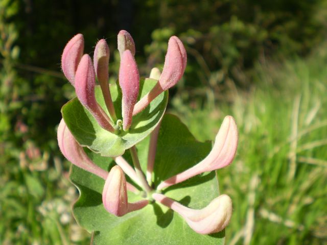 che euphorbia ? no, Lonicera cfr.implexa