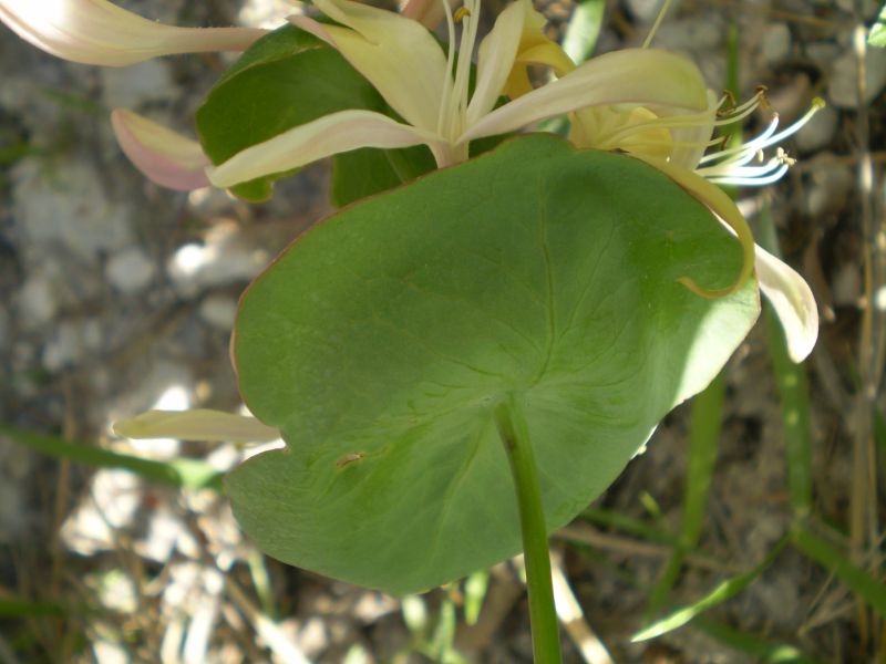 che euphorbia ? no, Lonicera cfr.implexa