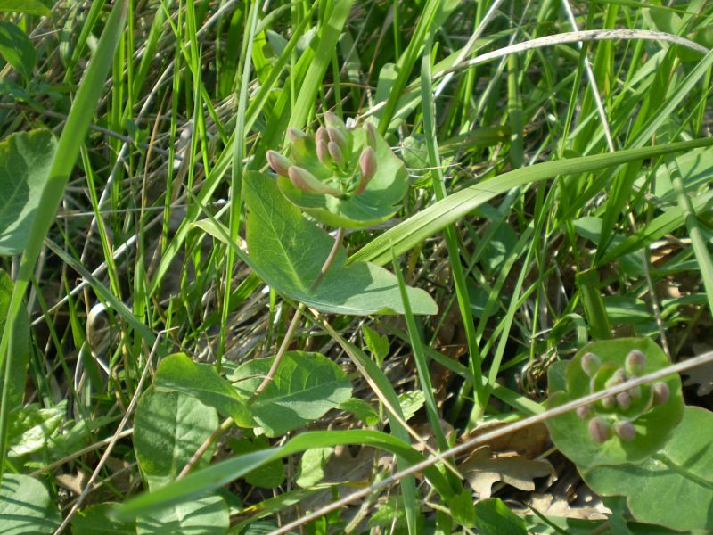 che euphorbia ? no, Lonicera cfr.implexa