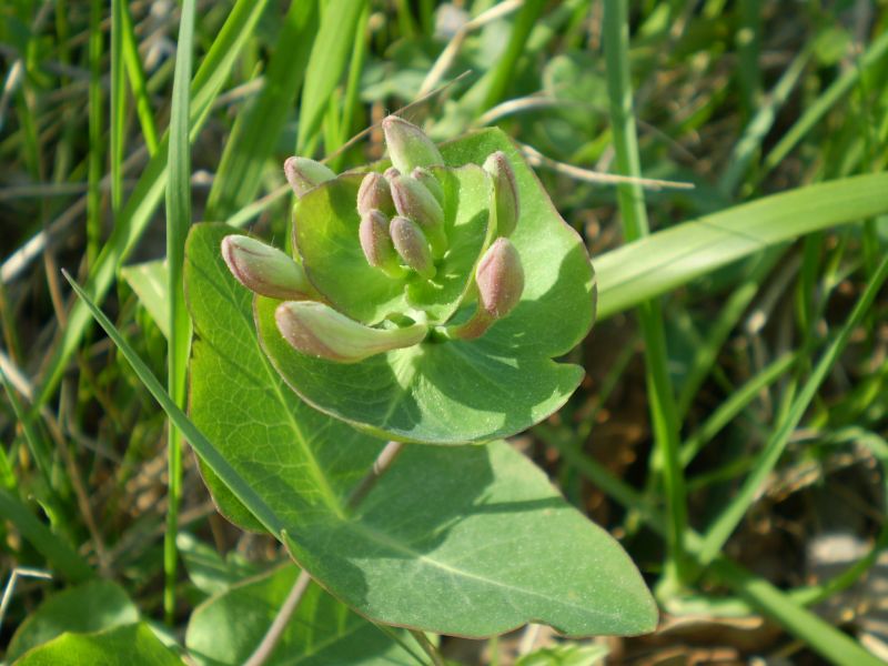 che euphorbia ? no, Lonicera cfr.implexa