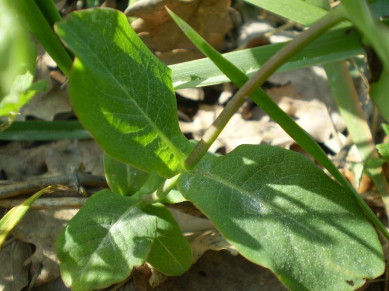 che euphorbia ? no, Lonicera cfr.implexa