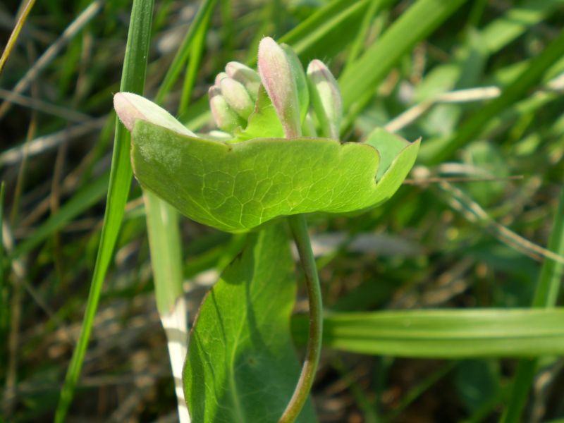 che euphorbia ? no, Lonicera cfr.implexa