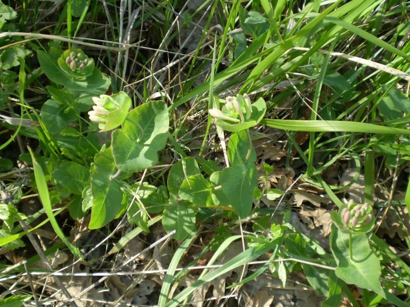 che euphorbia ? no, Lonicera cfr.implexa
