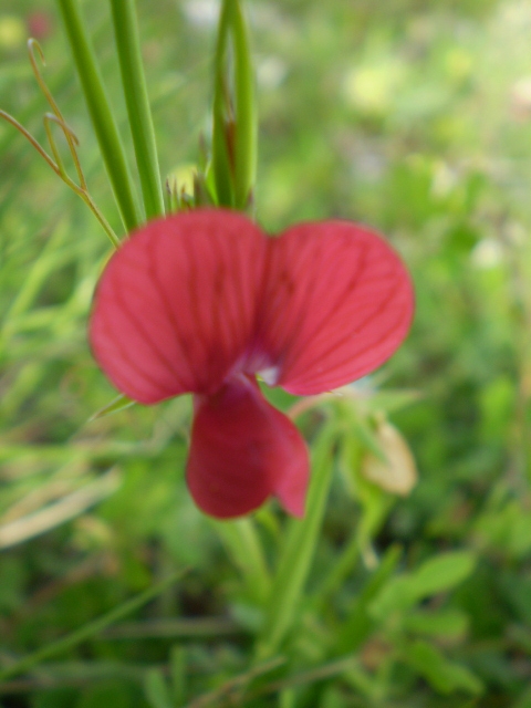 Lathyrus cicera