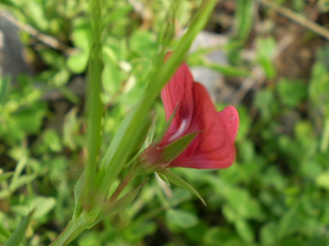 Lathyrus cicera