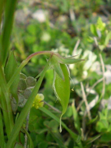 Lathyrus cicera