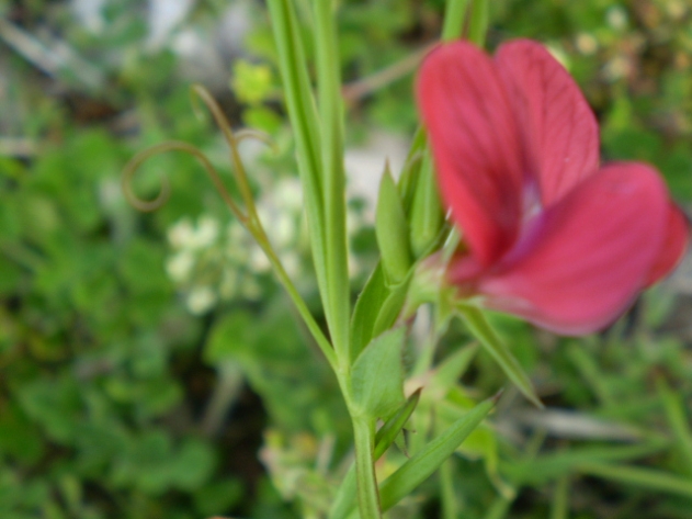 Lathyrus cicera