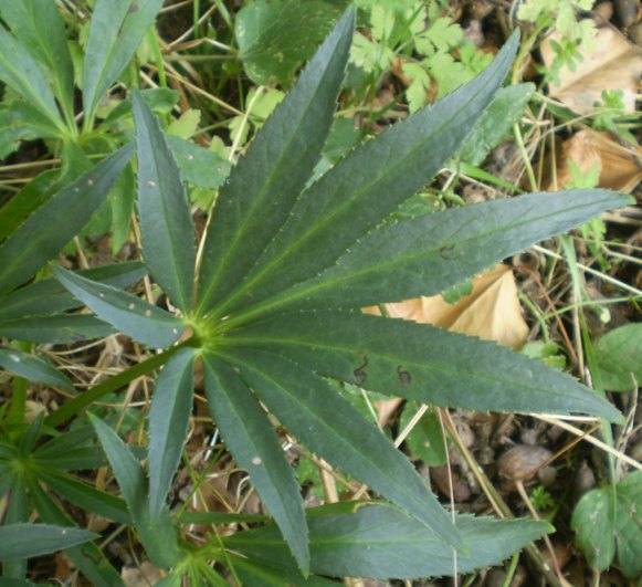 Helleborus foetidus / Elleboro puzzolente