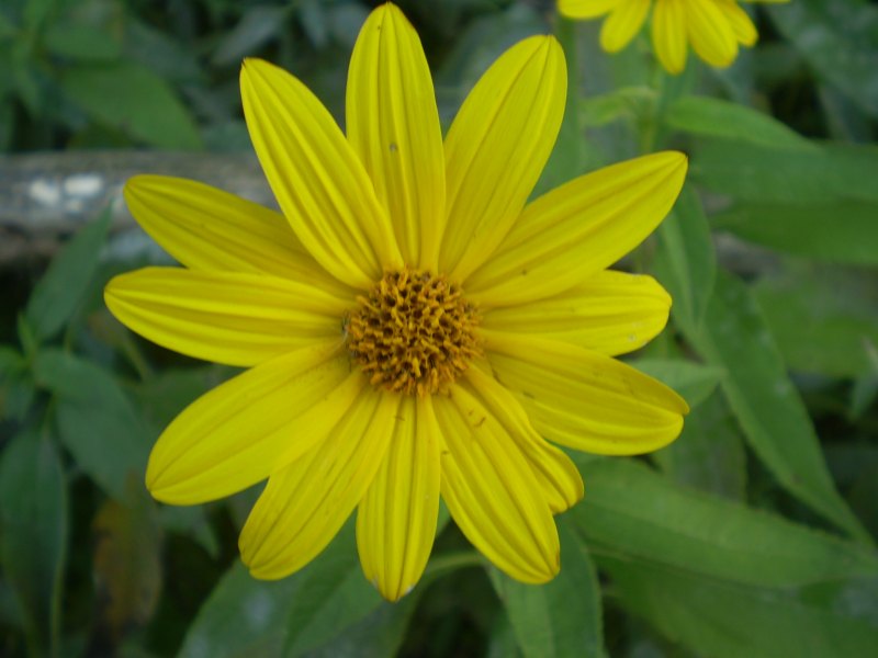 Il genere Helianthus in Italia