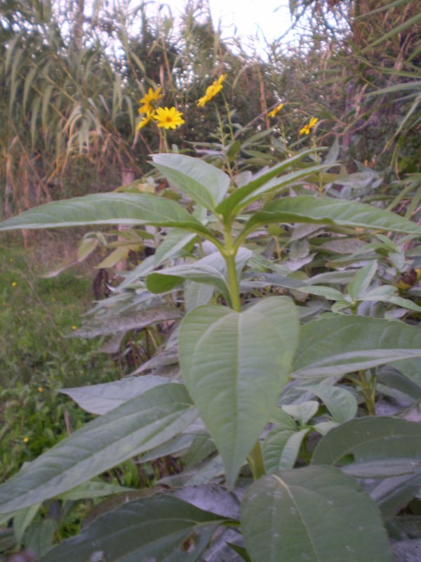 Il genere Helianthus in Italia