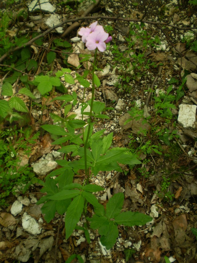 Cardamine bulbifera