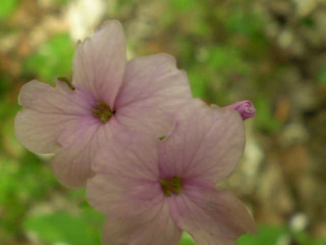 Cardamine bulbifera