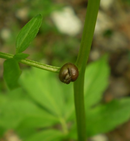 Cardamine bulbifera