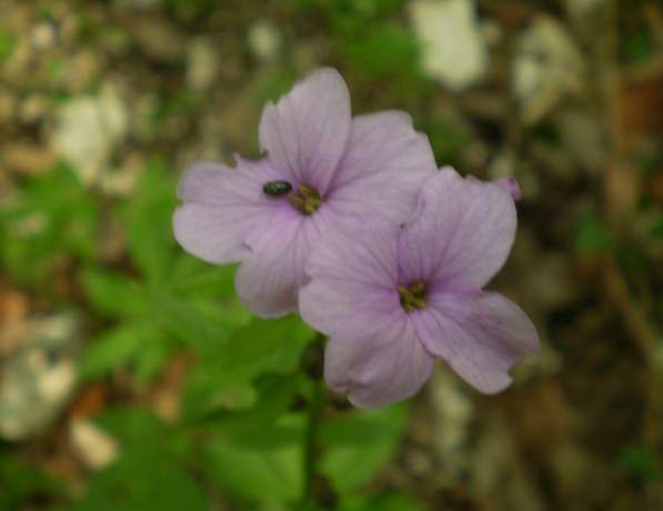 Cardamine bulbifera