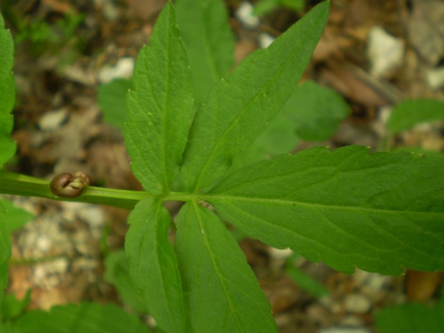 Cardamine bulbifera